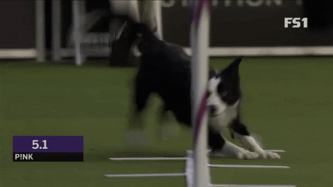 AgileDog_FEB7F8CD-41A5-4E6E-9A0C-03AE8B2DF332